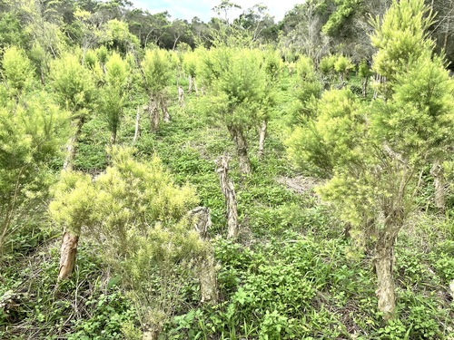 新鮮有機澳洲茶樹葉